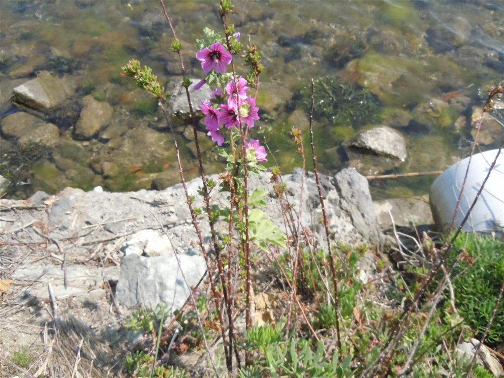 Malva veneta / Malvone maggiore